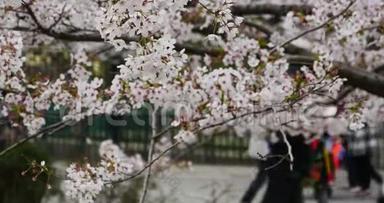 游客观樱花，樱花节在清道公园，中国。